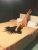 Pendik Kaynarca Üniversiteli Escort Bayan Eylül - Image 11 Pendik Kaynarca Üniversiteli Escort Bayan Eylül - Image 11